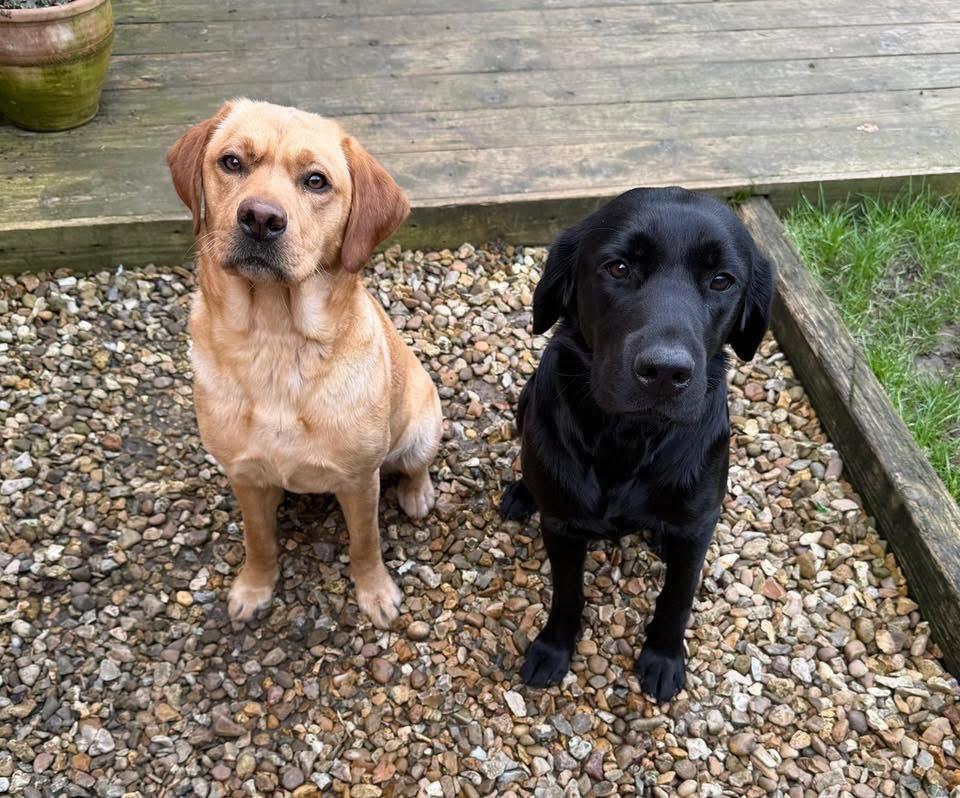 A golden labrador and black labrador sitting side by side