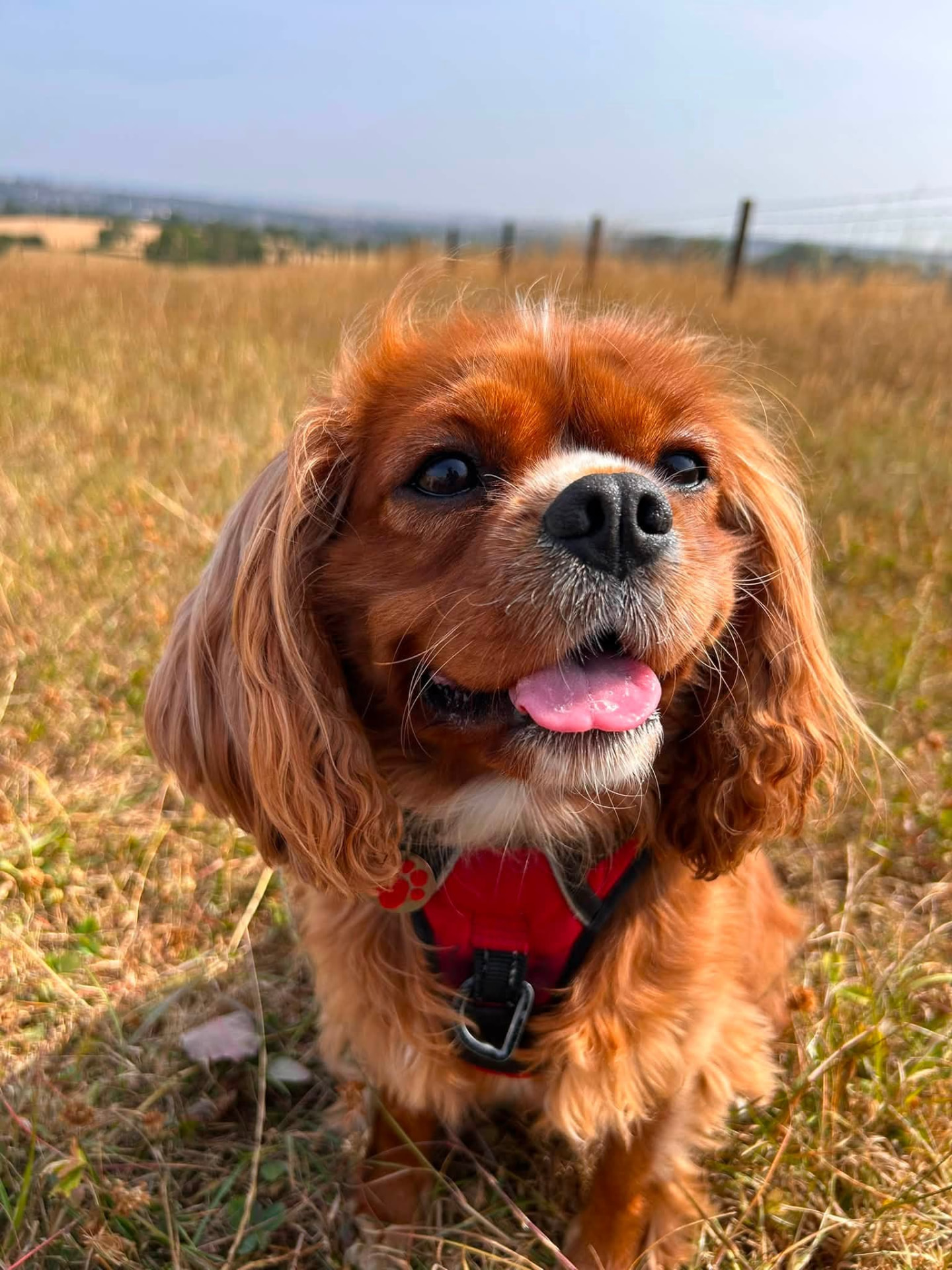 Dog Walking