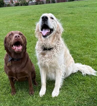A chocolate labrador and golden retriever sitting together on the grass