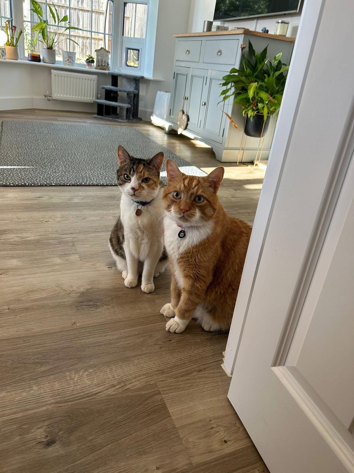 A tabby and white cat with a ginger cat sitting together indoors