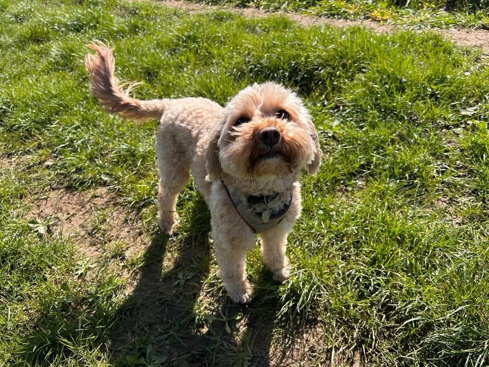 A cream cavapoo enjoying the sunshine on the grass