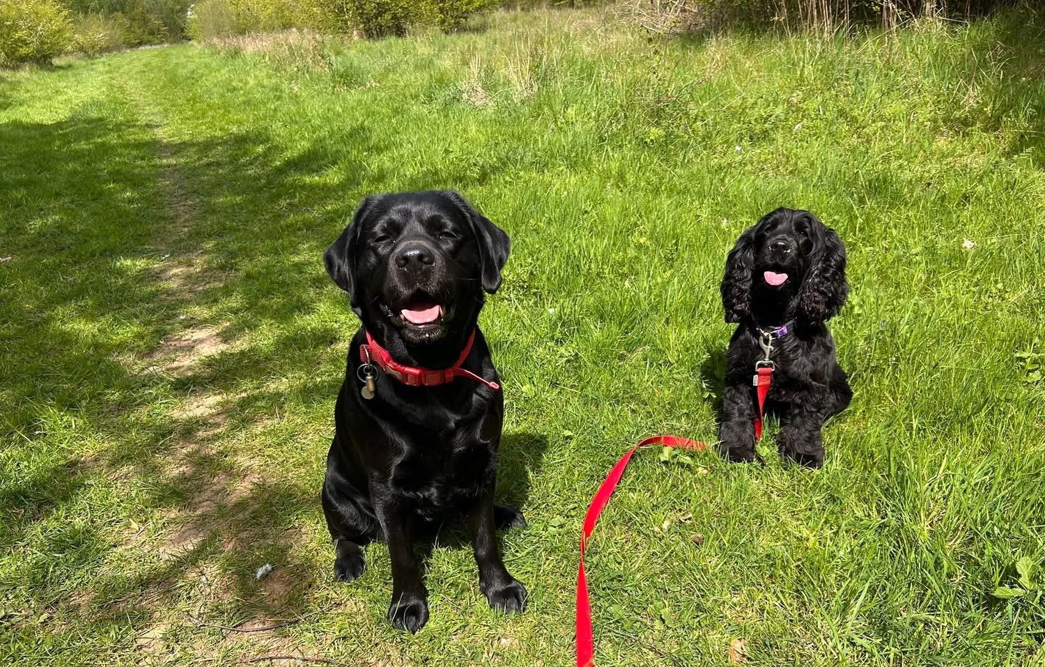 A black labrador and black cocker spaniel sitting in a meadow
