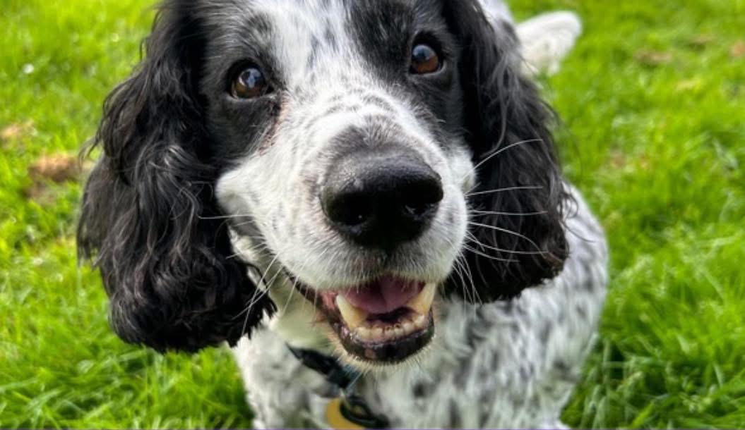 A black and white cocker spaniel smiling in the grass