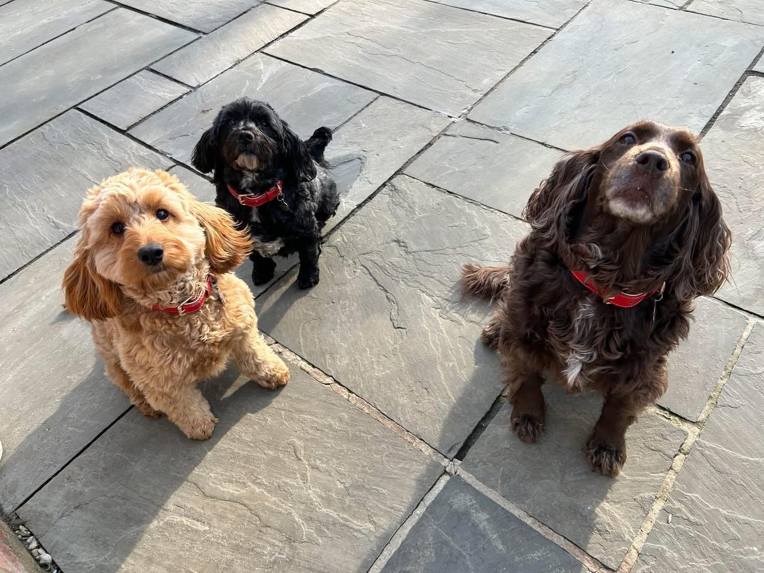 Three dogs sitting together on a sunny patio