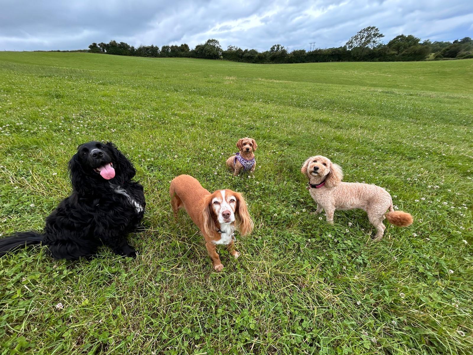 Four dogs enjoying an open field on a summer walk