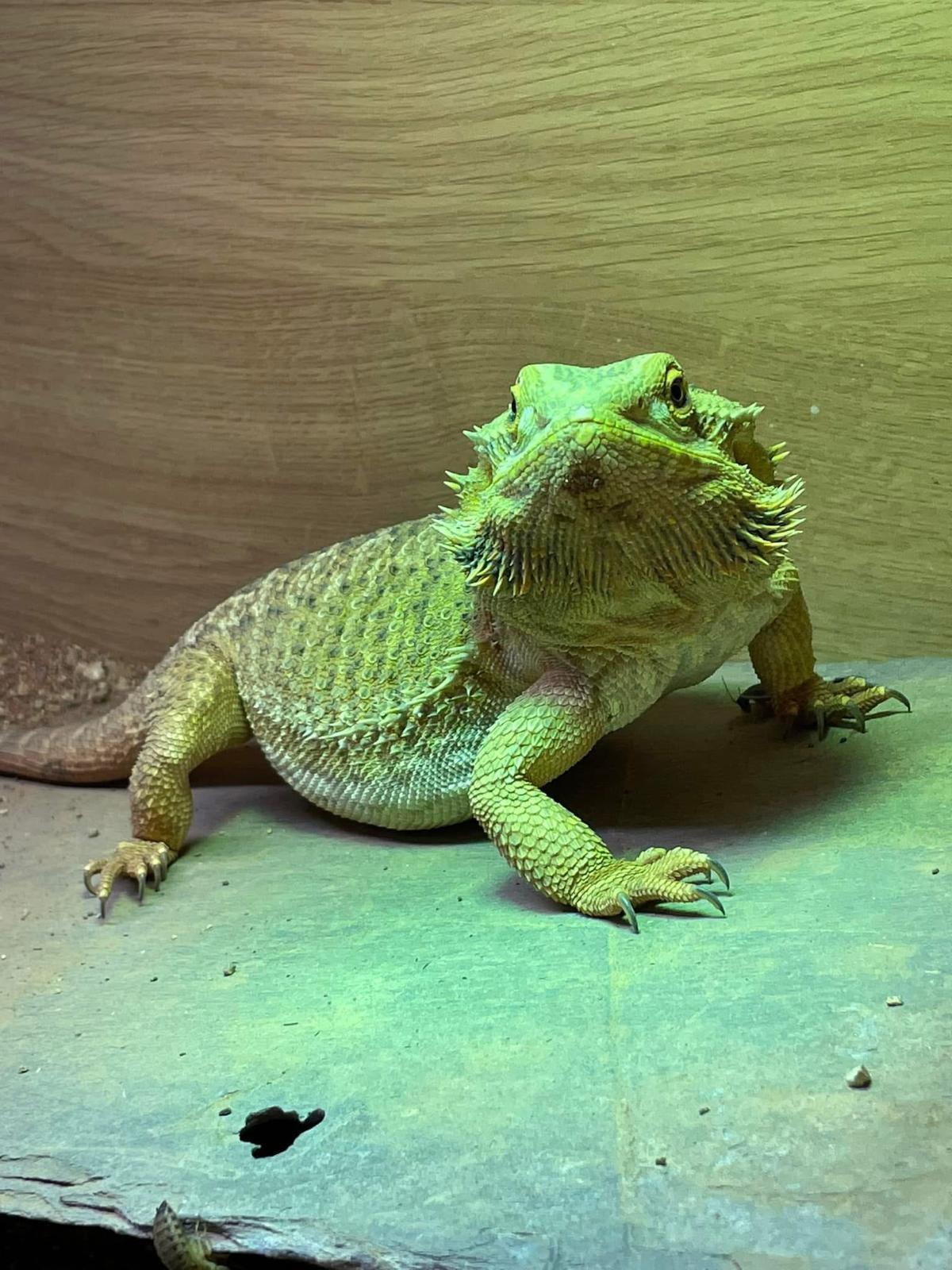 Reptile Care