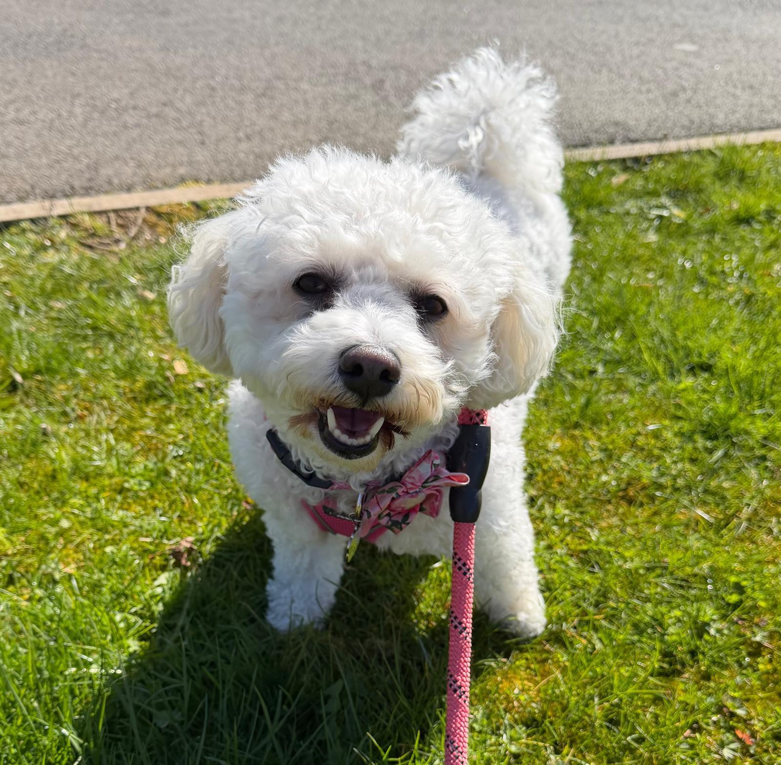 A white bichon frise on a sunny walk