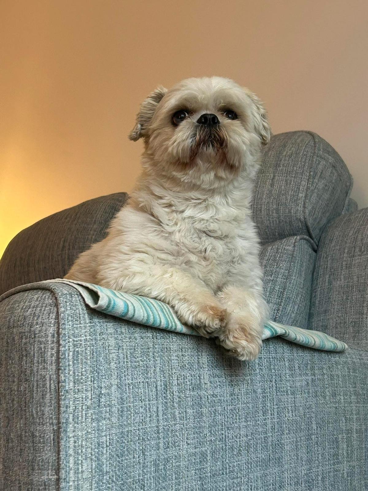 A cream shih tzu relaxing on the back of an armchair