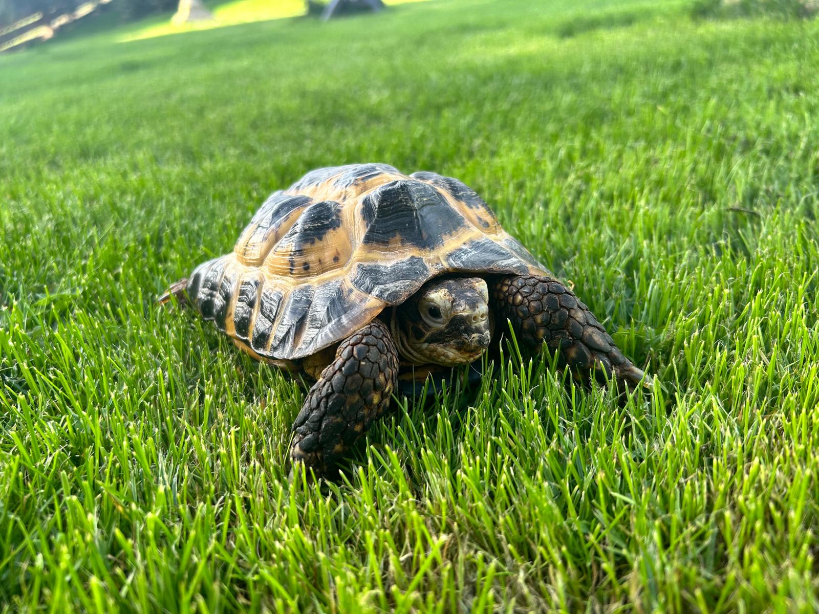 A tortoise ambling across a sunny lawn