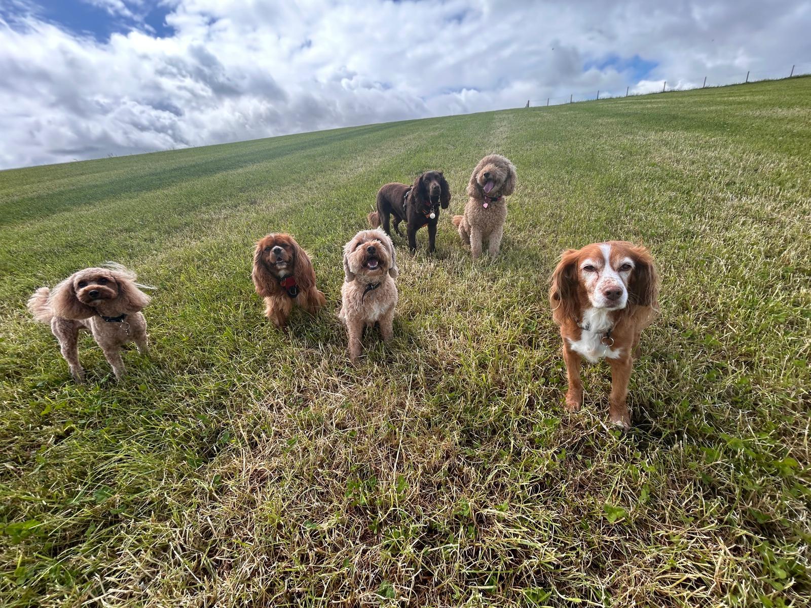 A group of six happy dogs together on a hilltop walk