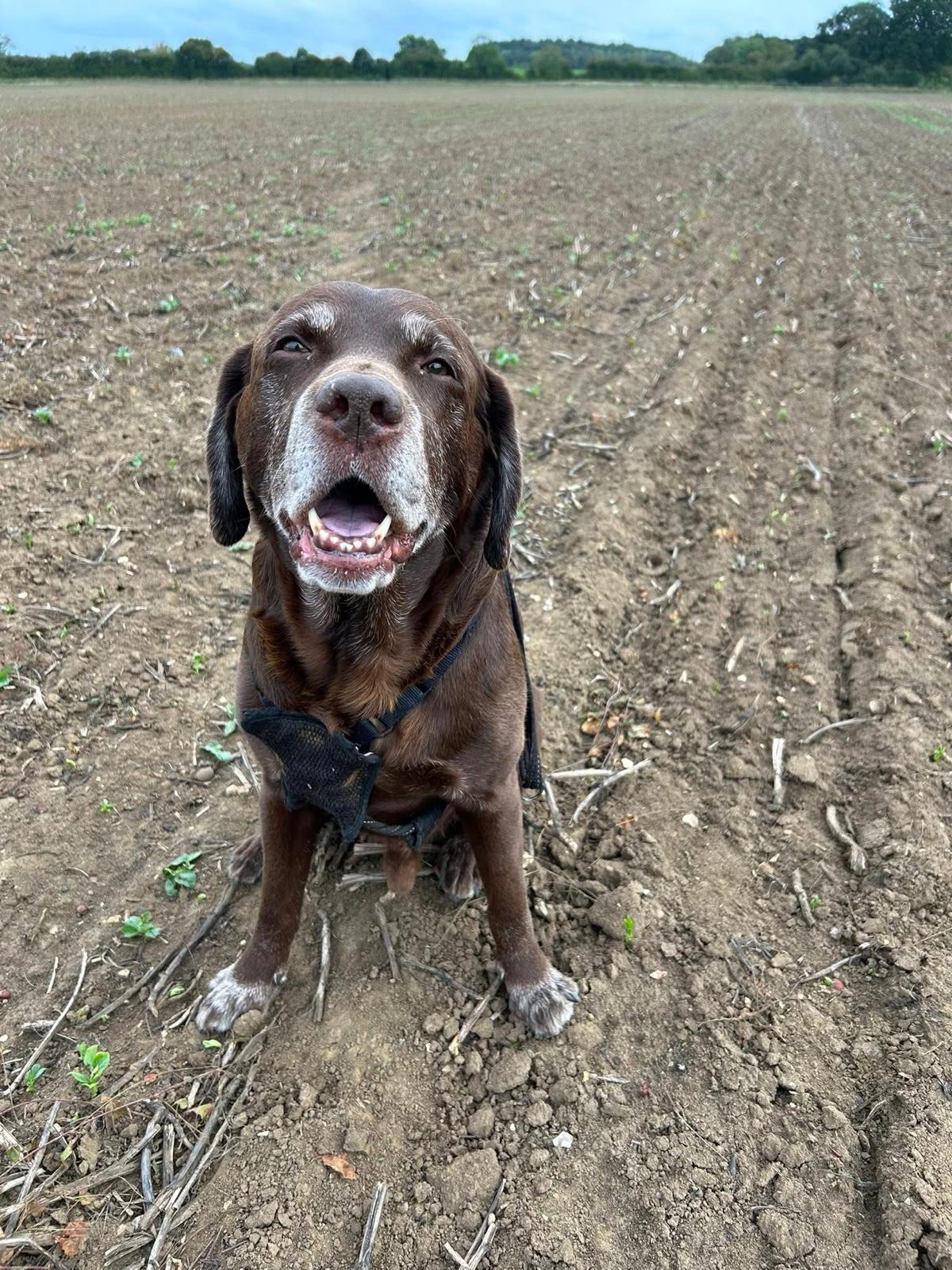 A happy chocolate labrador sitting in a field
