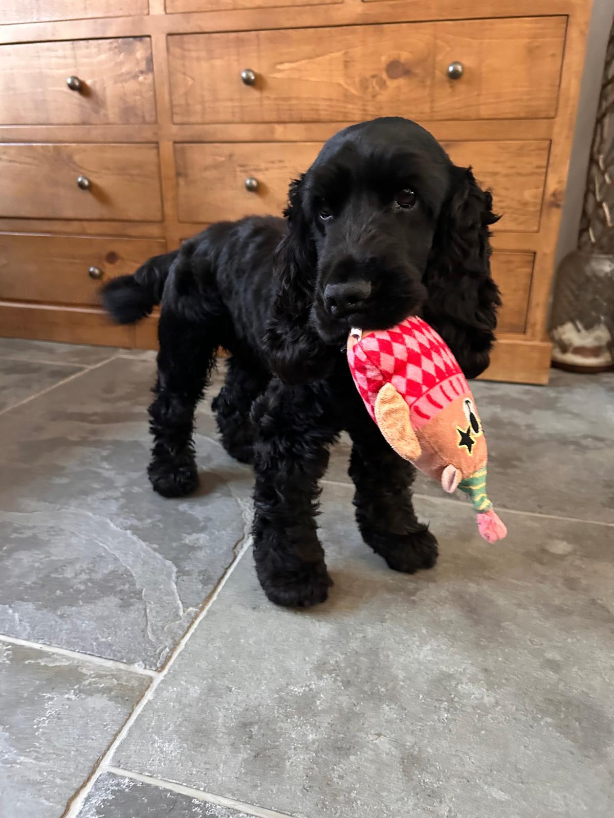 A black cocker spaniel puppy carrying a favourite toy