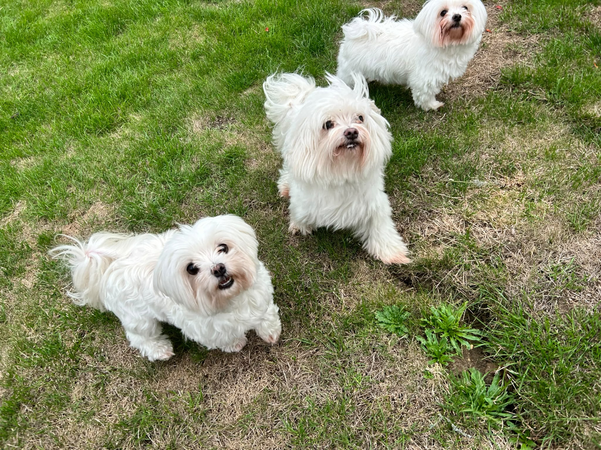 Three happy white maltese dogs on the lawn