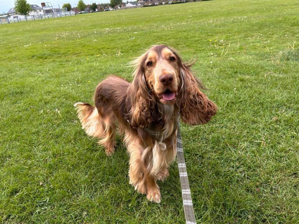 A golden show cocker spaniel bouncing across the park