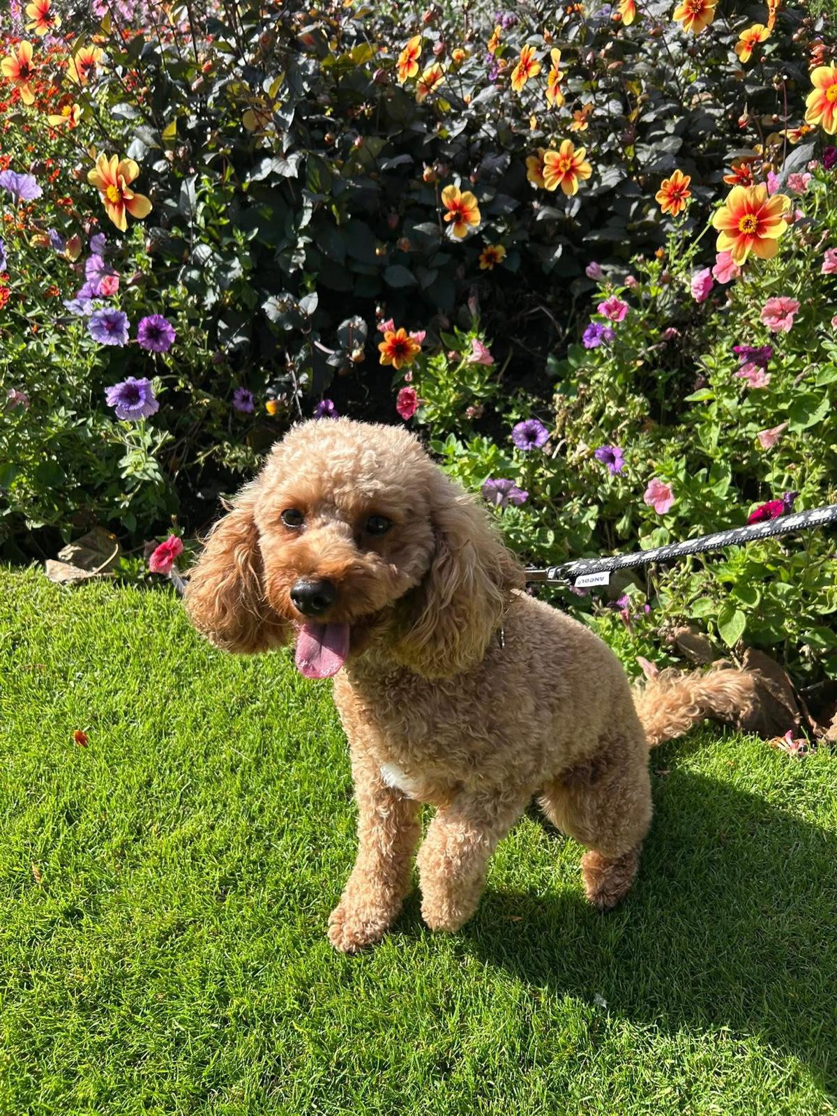 A cavapoo posing beside a colourful flower bed