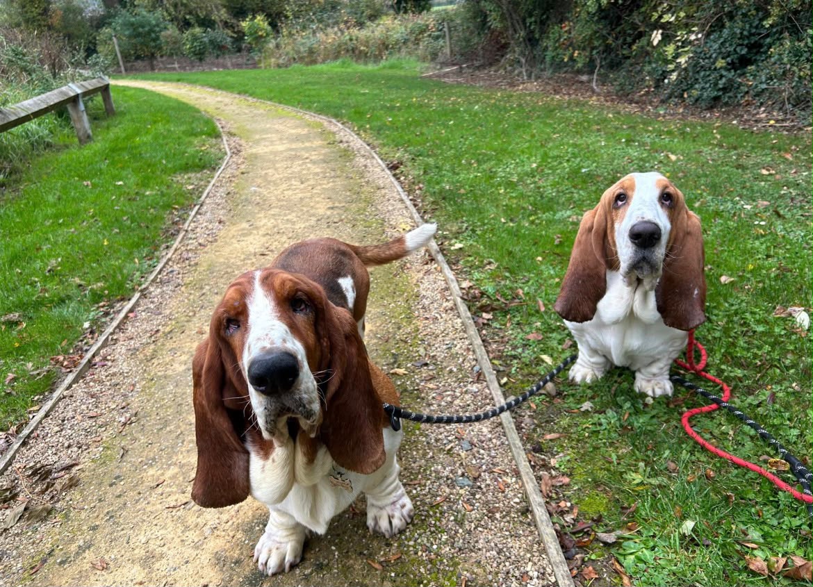 Two basset hounds on a winding park path
