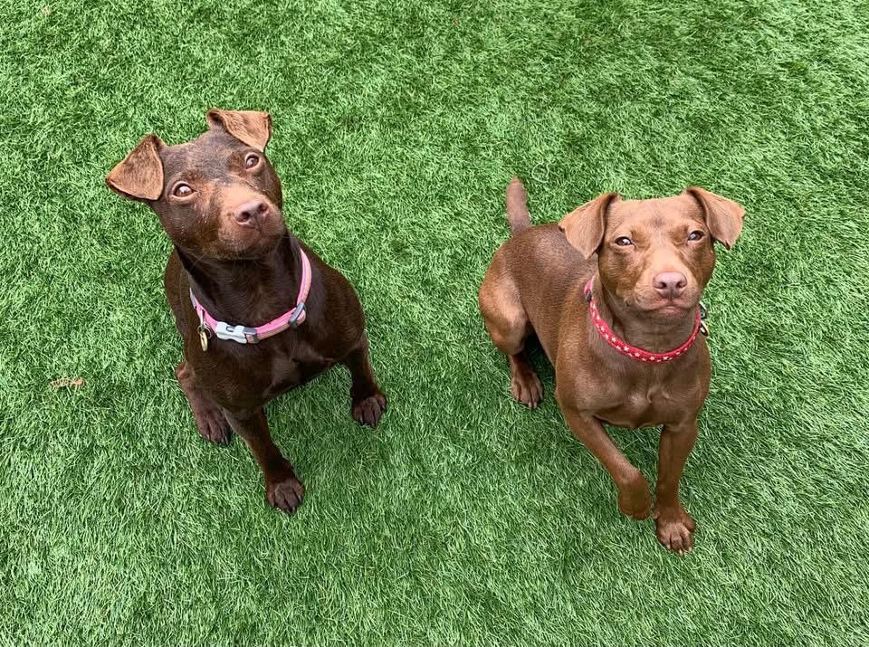 Two brown terriers looking up on the lawn