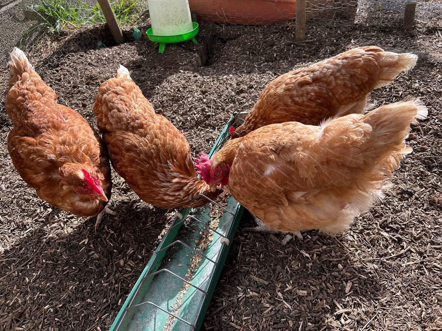 Hens enjoying their feed in the garden run