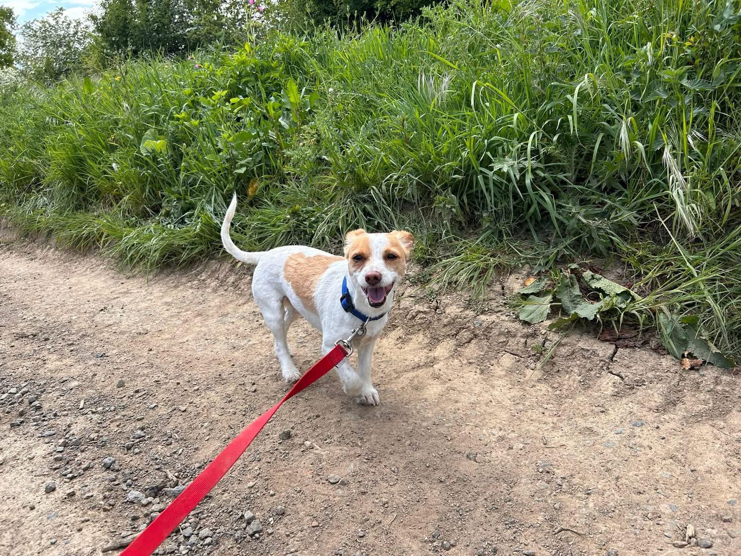 A white and tan jack russell trotting along a country track