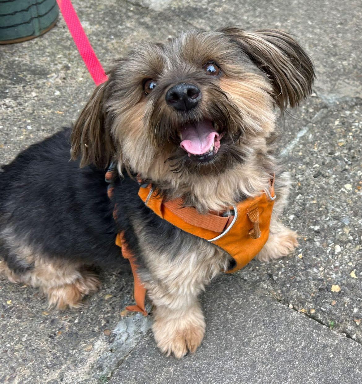 A little terrier in an orange harness out on a walk