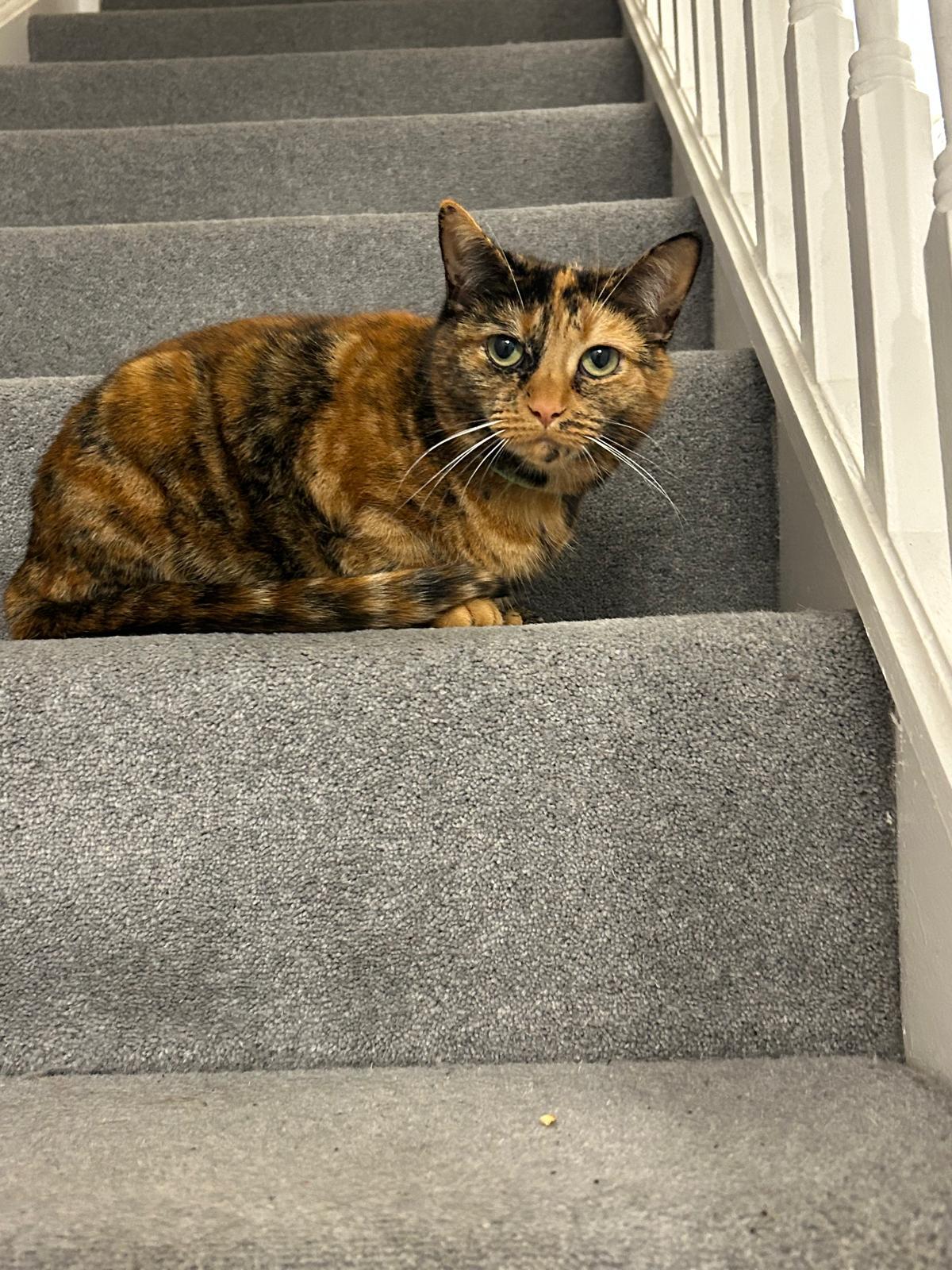 A tortoiseshell cat settled on the stairs