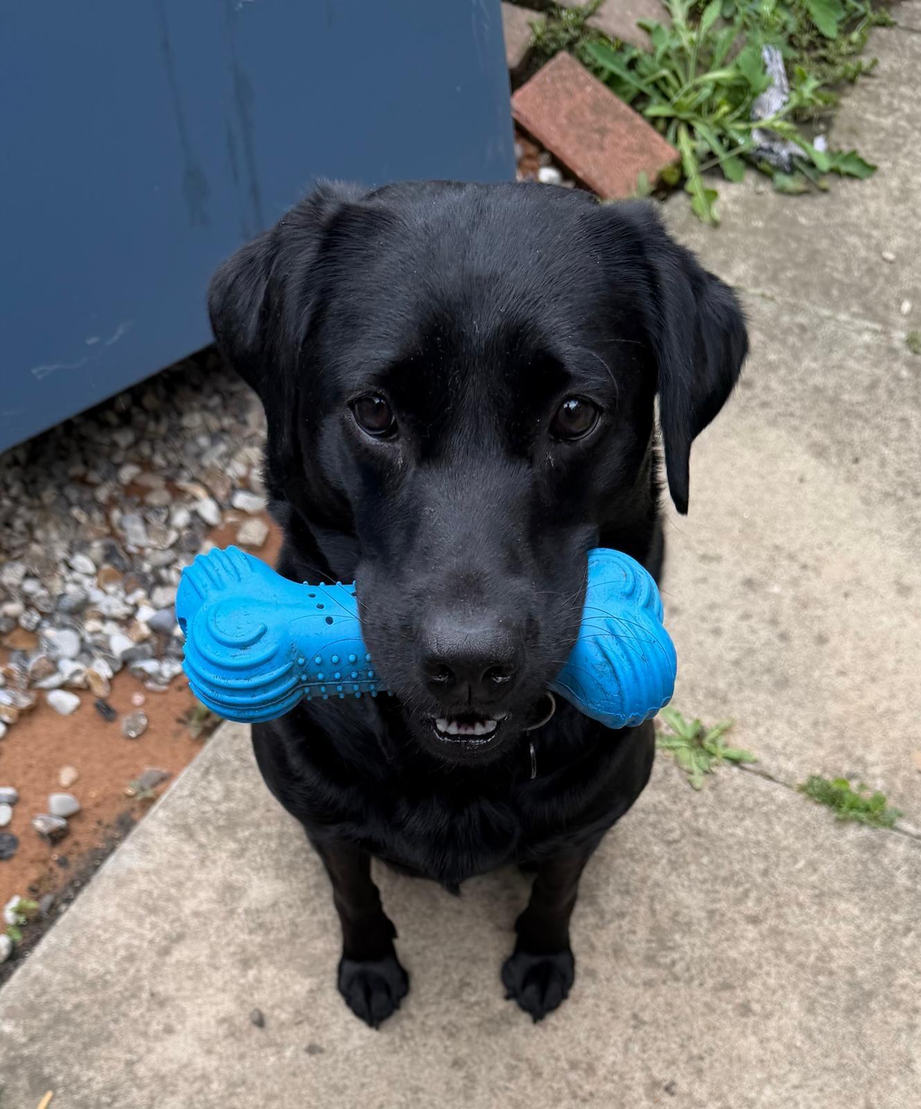 A black labrador proudly carrying a blue toy bone