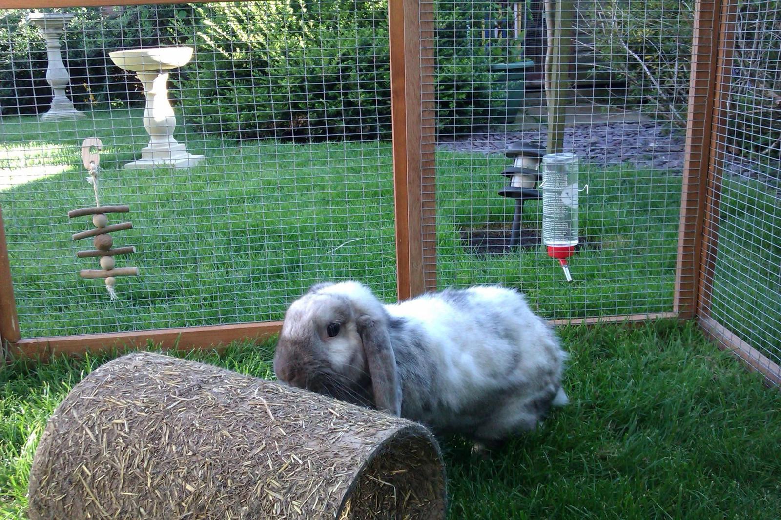 Small Animal Visits
