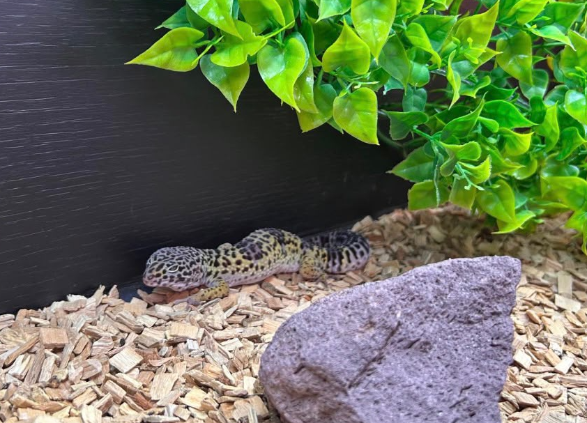 A leopard gecko resting in its vivarium