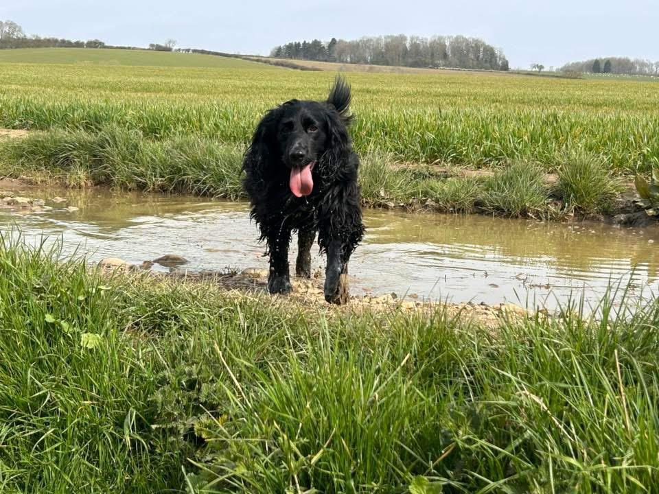 A black cocker spaniel splashing through a stream