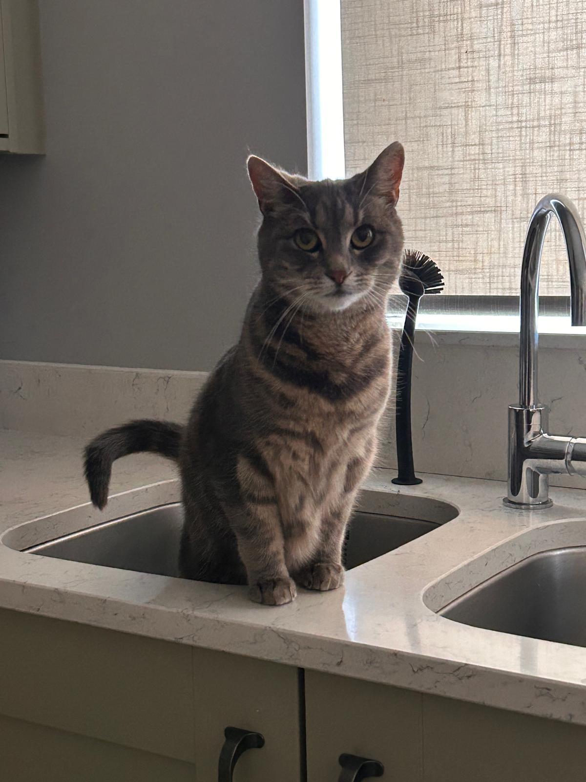 A grey tabby cat perched on the kitchen worktop