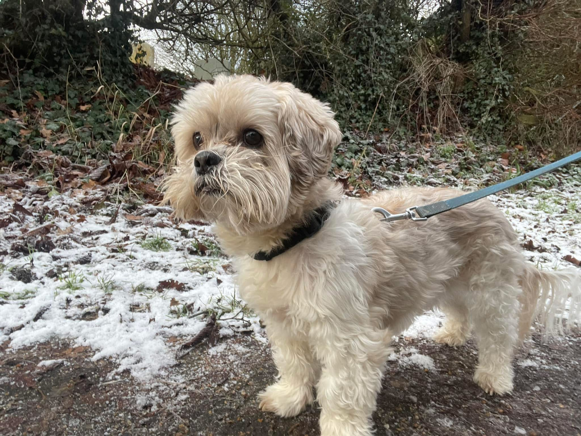 A fluffy cream dog on a frosty woodland path