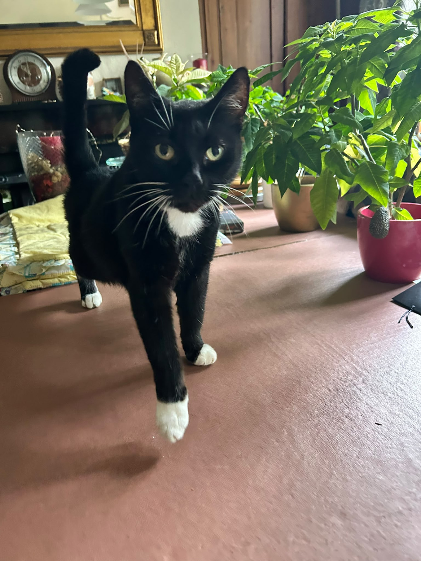 A black and white tuxedo cat walking towards the camera indoors