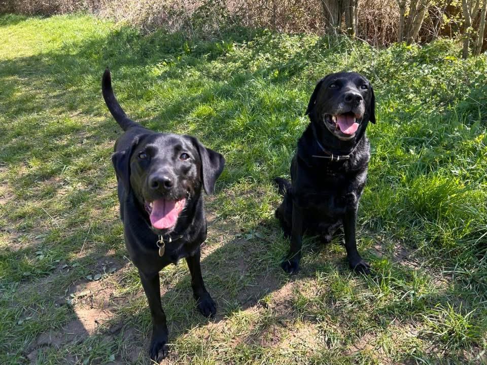 Two black labradors smiling in the sunshine