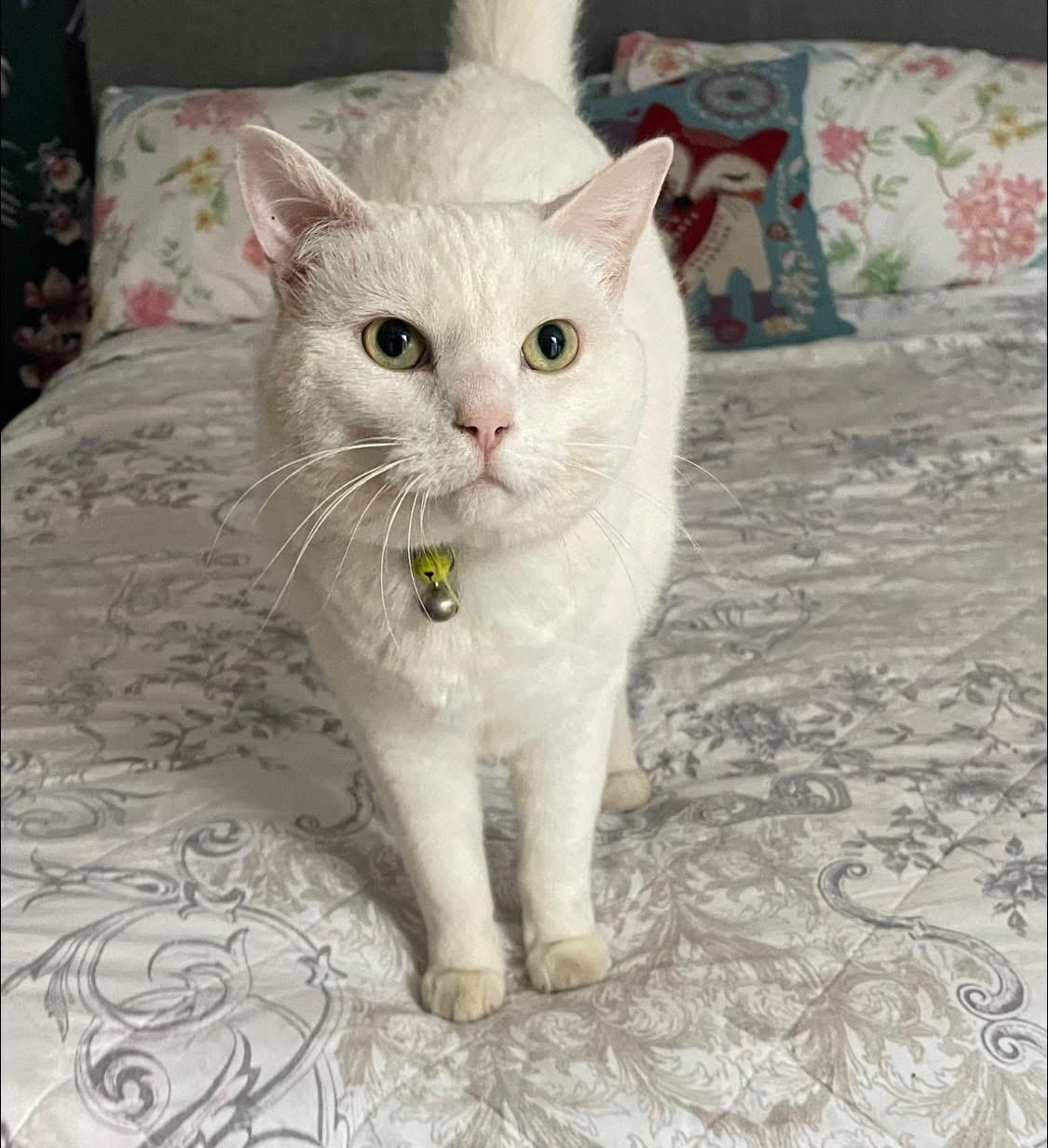 A white cat standing on a bed