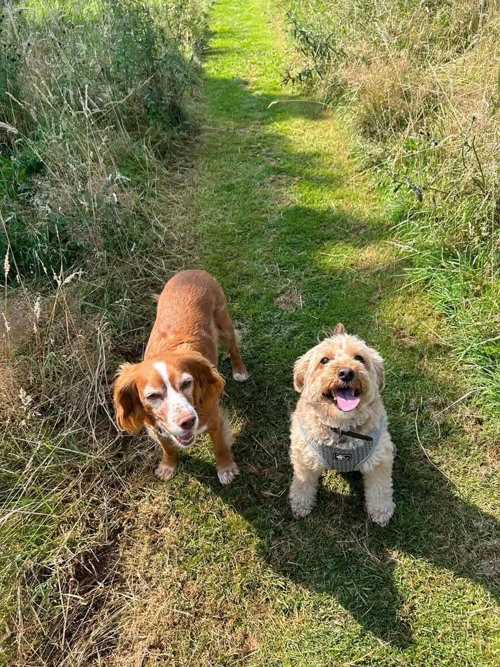 A ginger spaniel and a cockapoo on a grassy path
