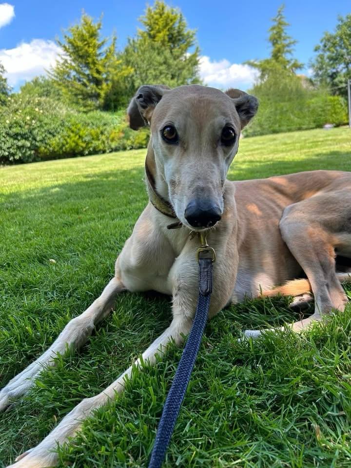 A greyhound relaxing on the lawn in the sunshine