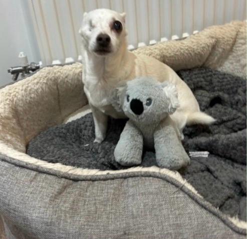 A small white Chihuahua settled in its bed beside a favourite soft toy