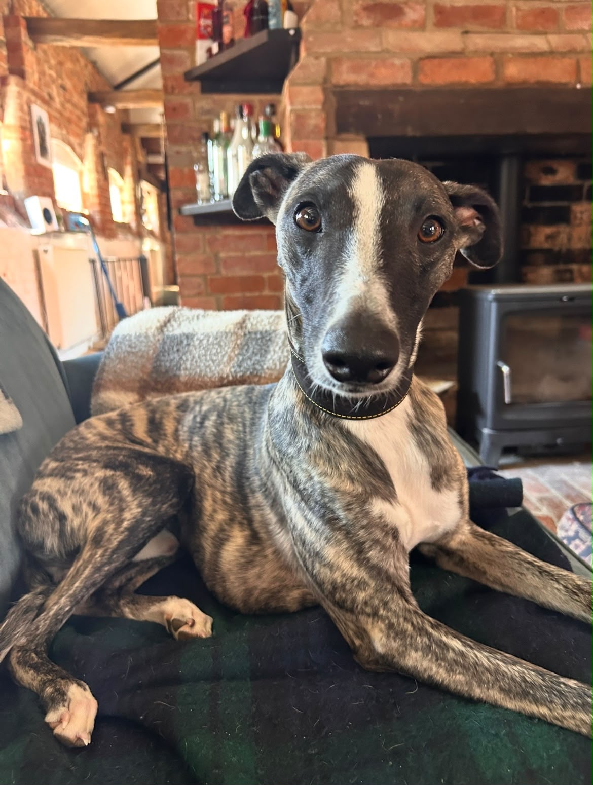 A brindle greyhound relaxing on the sofa by the fireplace
