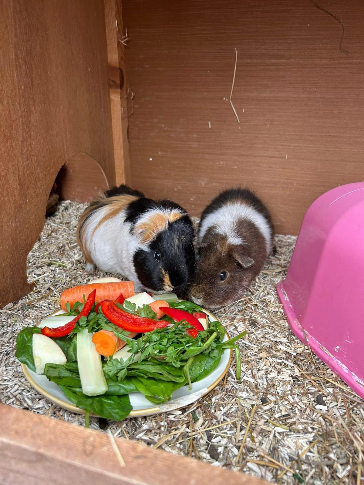 Two guinea pigs enjoying a plate of fresh vegetables