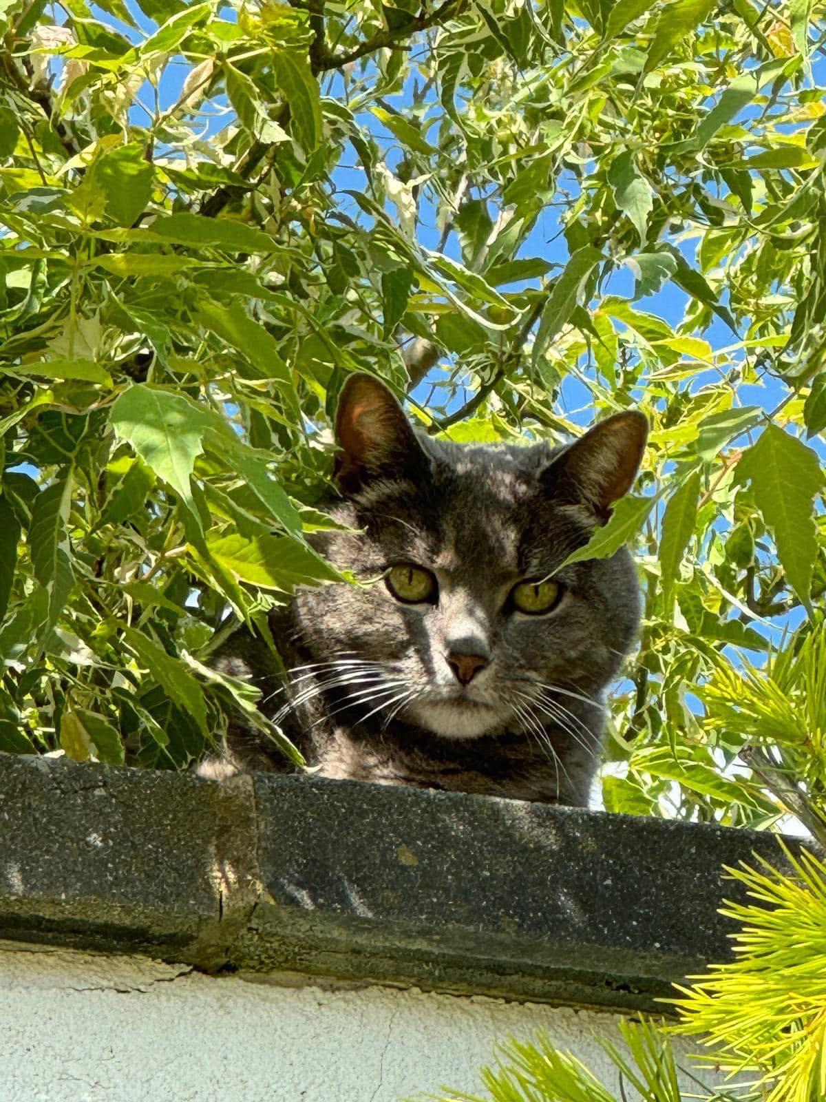 A grey tabby cat peering down from a sunny wall