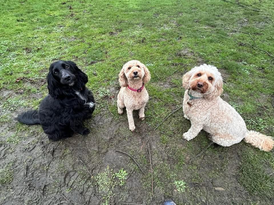 A black cocker spaniel with two cockapoos out on a walk