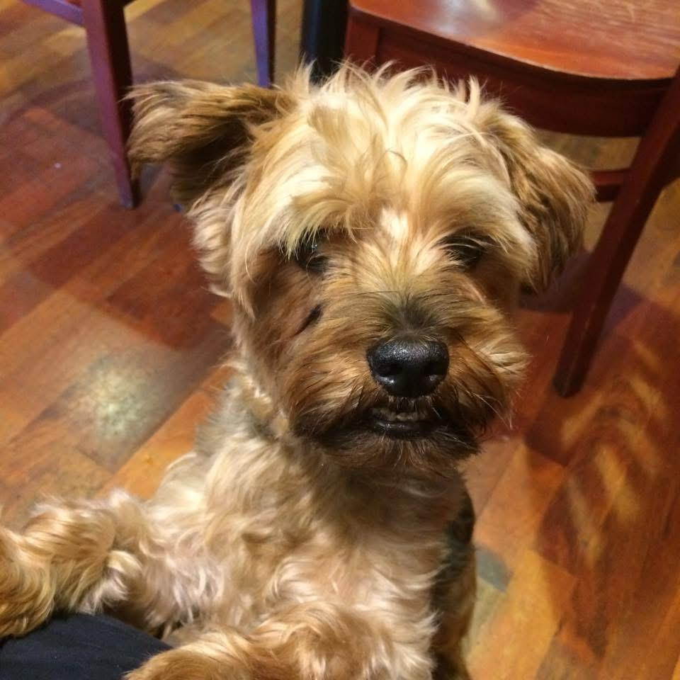 A yorkshire terrier tilting its head indoors