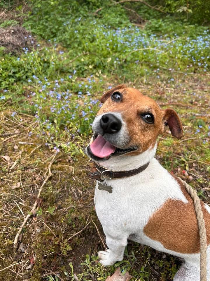 A cheerful jack russell terrier among spring flowers