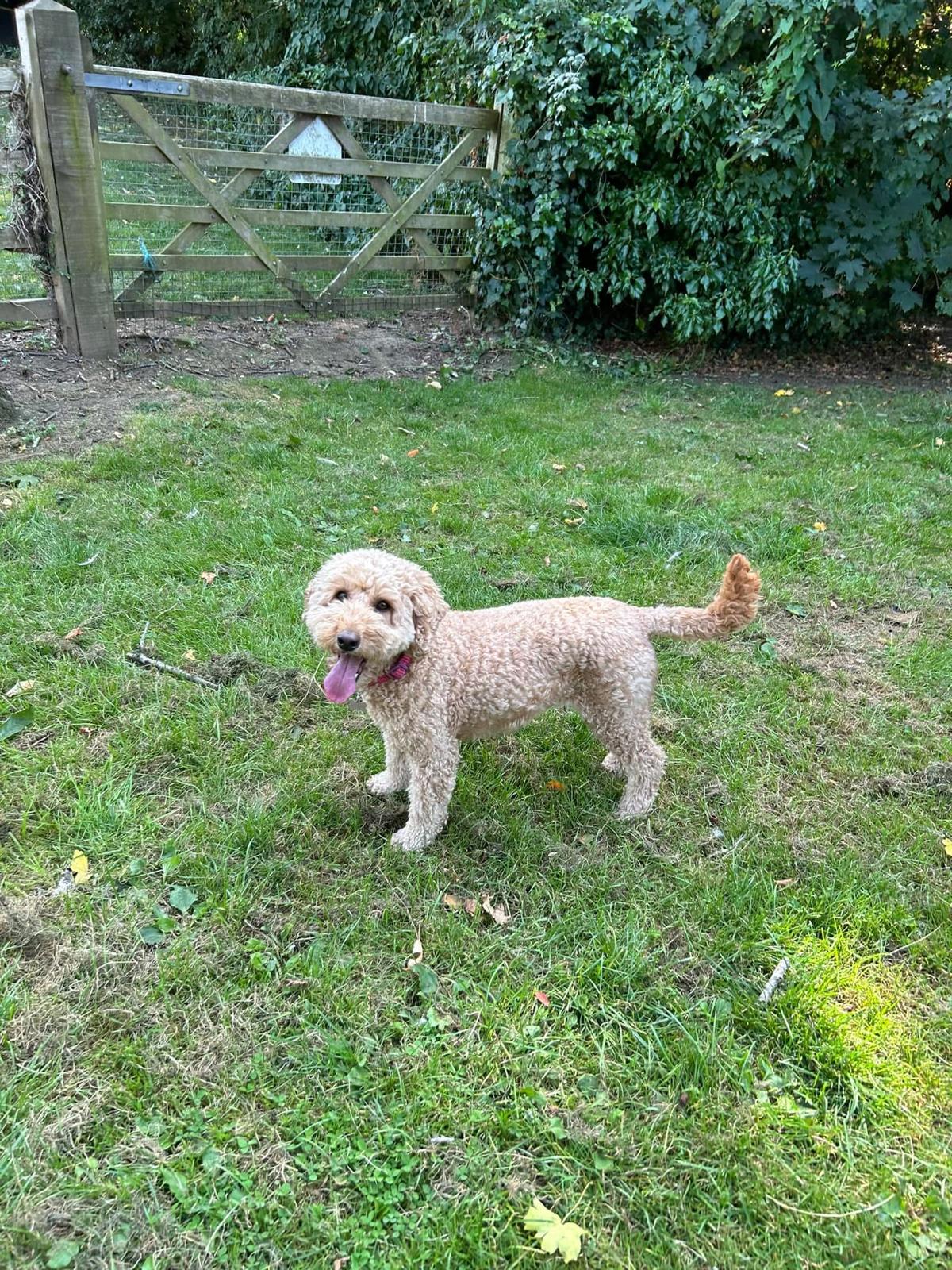 An apricot cockapoo playing in the garden