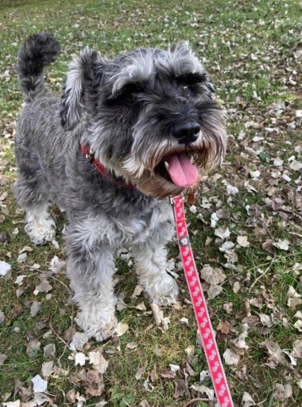 A salt and pepper Miniature Schnauzer out on a walk among autumn leaves