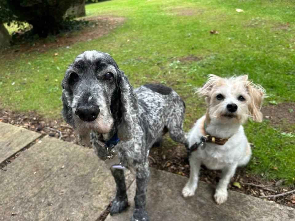 A roan cocker spaniel and a small white terrier in the park