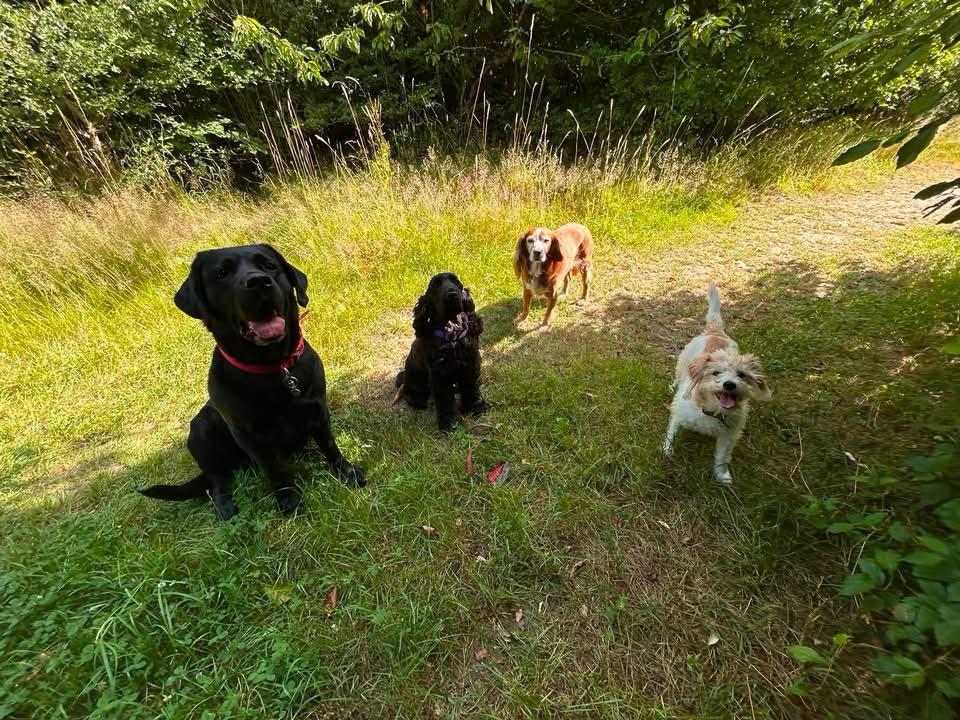 Four dogs enjoying a shady woodland walk
