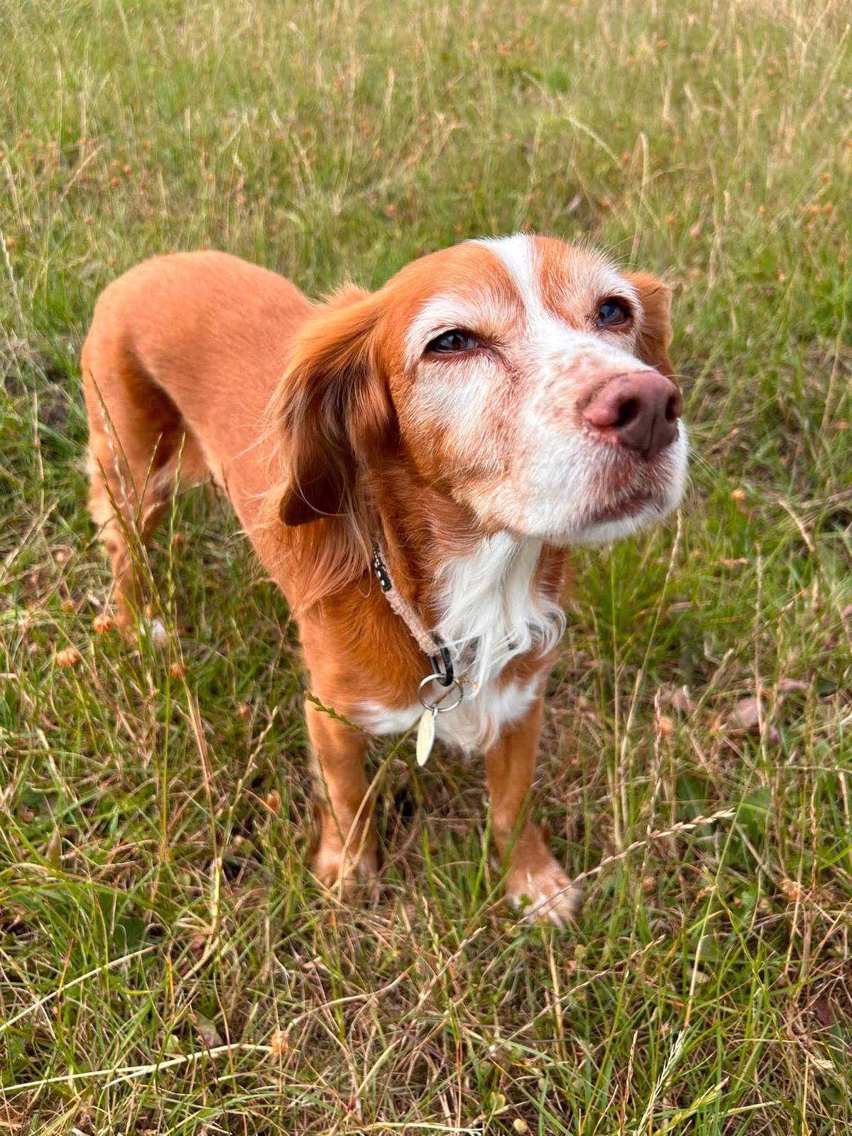 A ginger and white spaniel standing in long summer grass