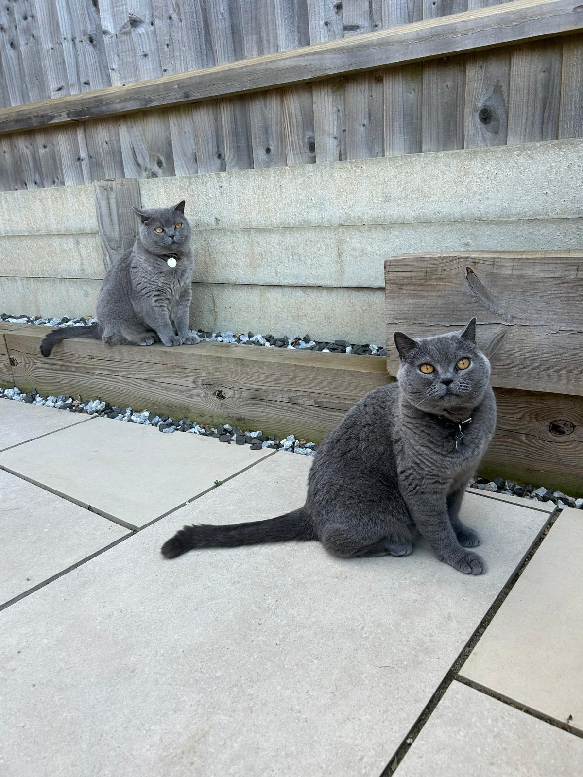 Two British shorthair cats relaxing in the garden