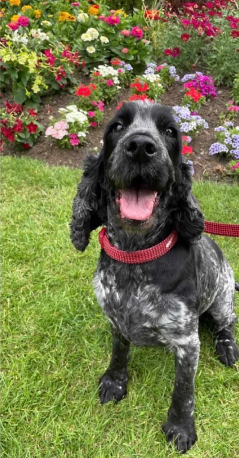 A blue roan cocker spaniel sitting in front of a colourful flower bed